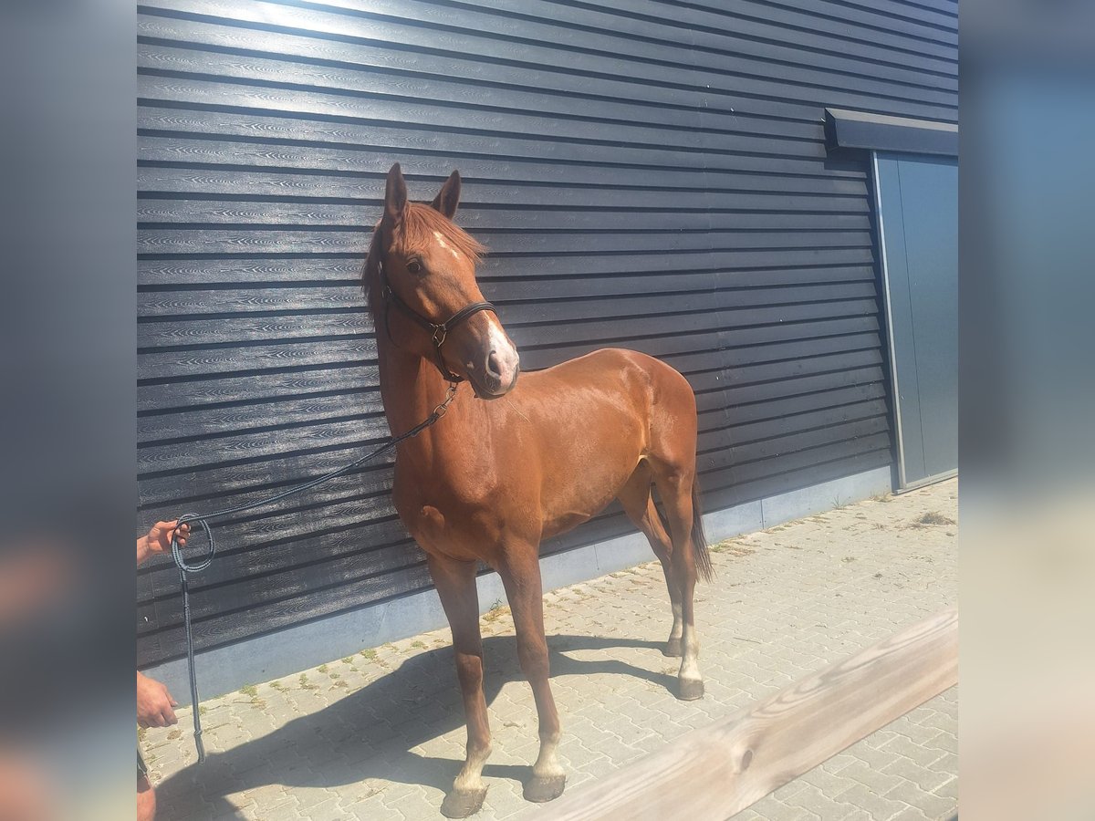 KWPN Wallach 3 Jahre 173 cm Fuchs in Donderen