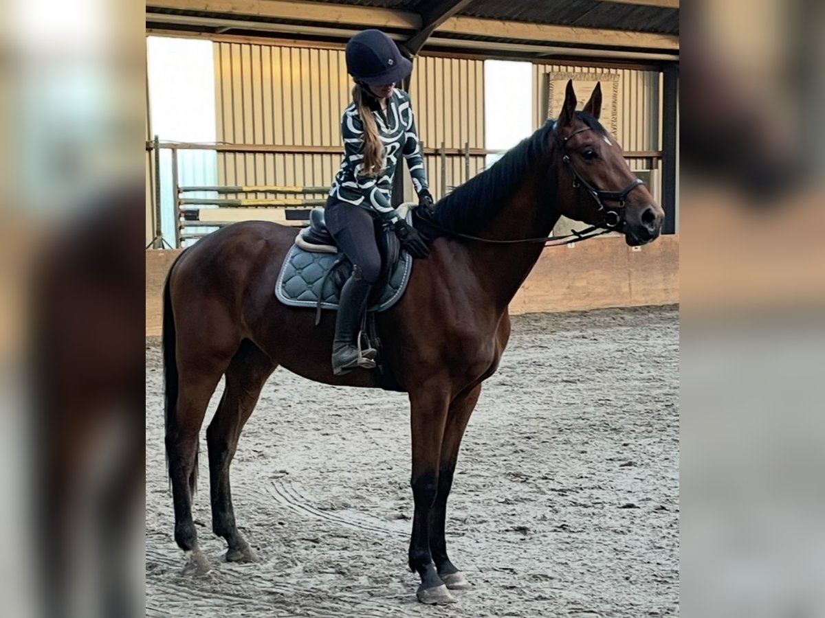KWPN Wallach 3 Jahre 175 cm Dunkelbrauner in Helmond