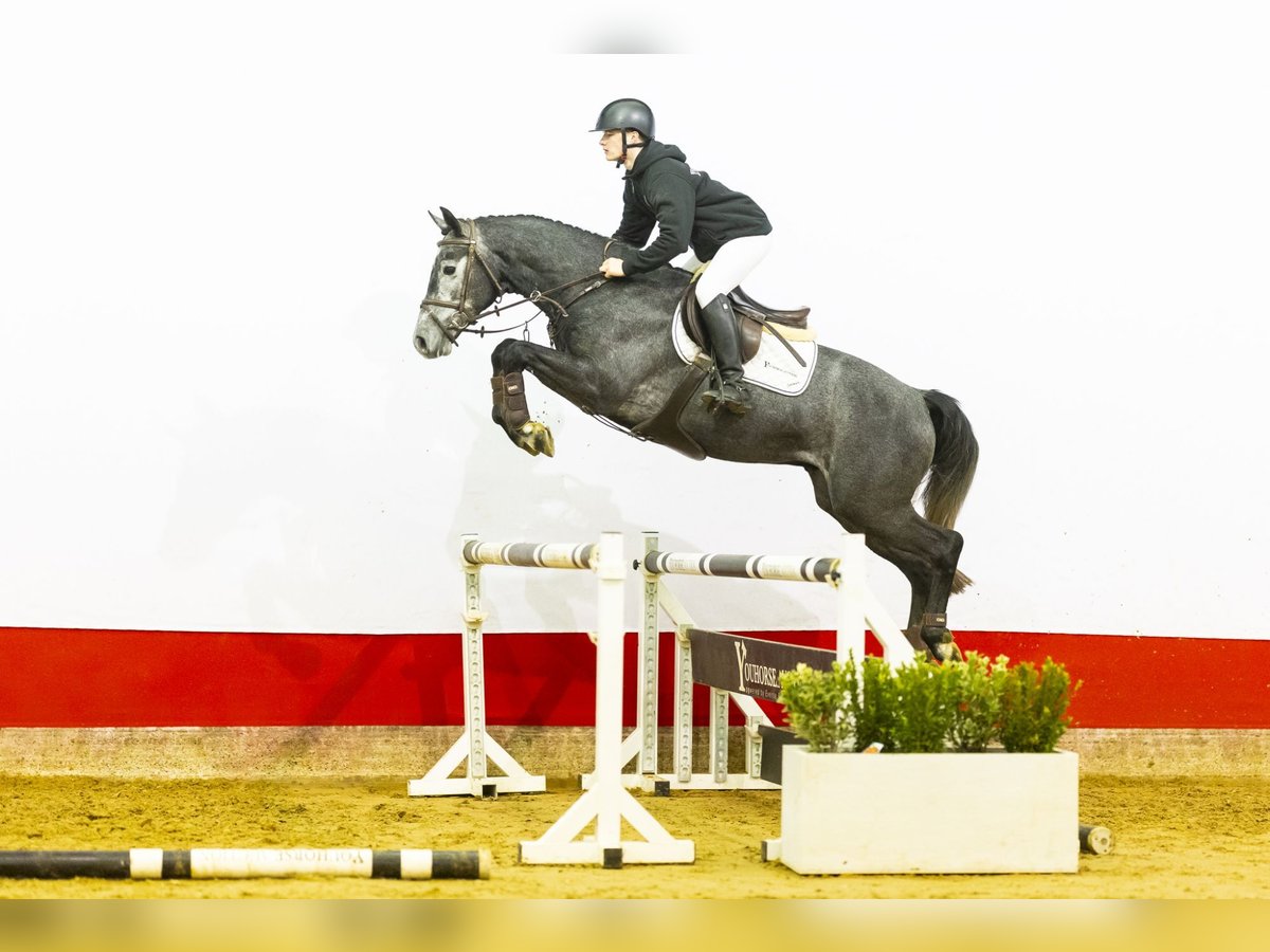 KWPN Wallach 4 Jahre 161 cm Schimmel in Waddinxveen