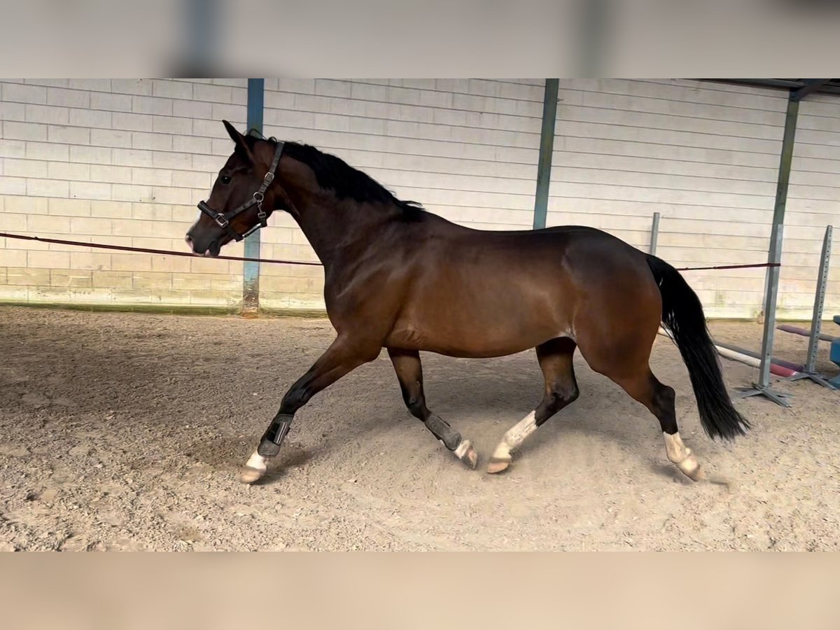 KWPN Wallach 4 Jahre 162 cm Dunkelbrauner in Lunteren