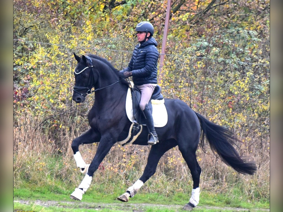 KWPN Wallach 4 Jahre 163 cm Rappe in Dormagen