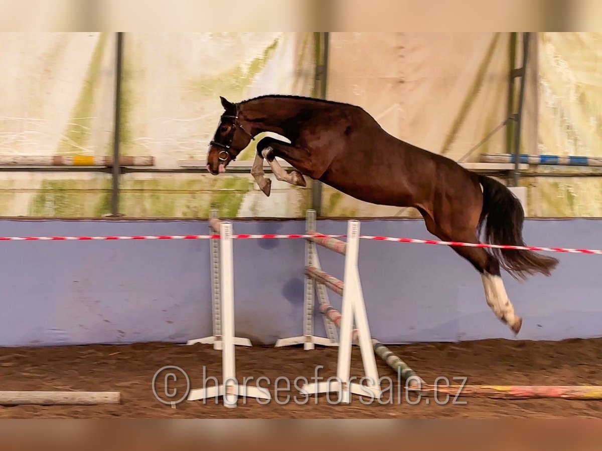 KWPN Wallach 4 Jahre 164 cm Brauner in Ceske Budejovice