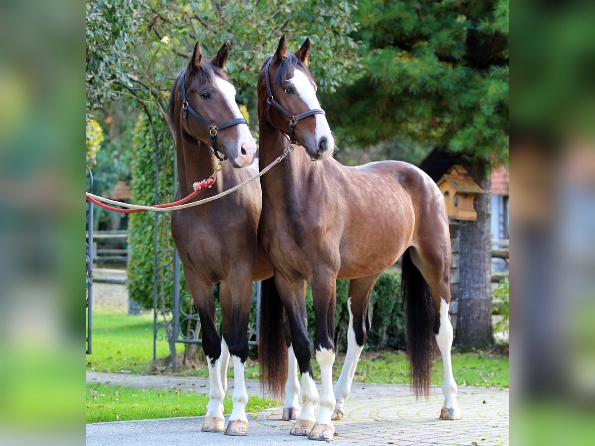 KWPN Wallach 4 Jahre 165 cm Brauner in Kamnik