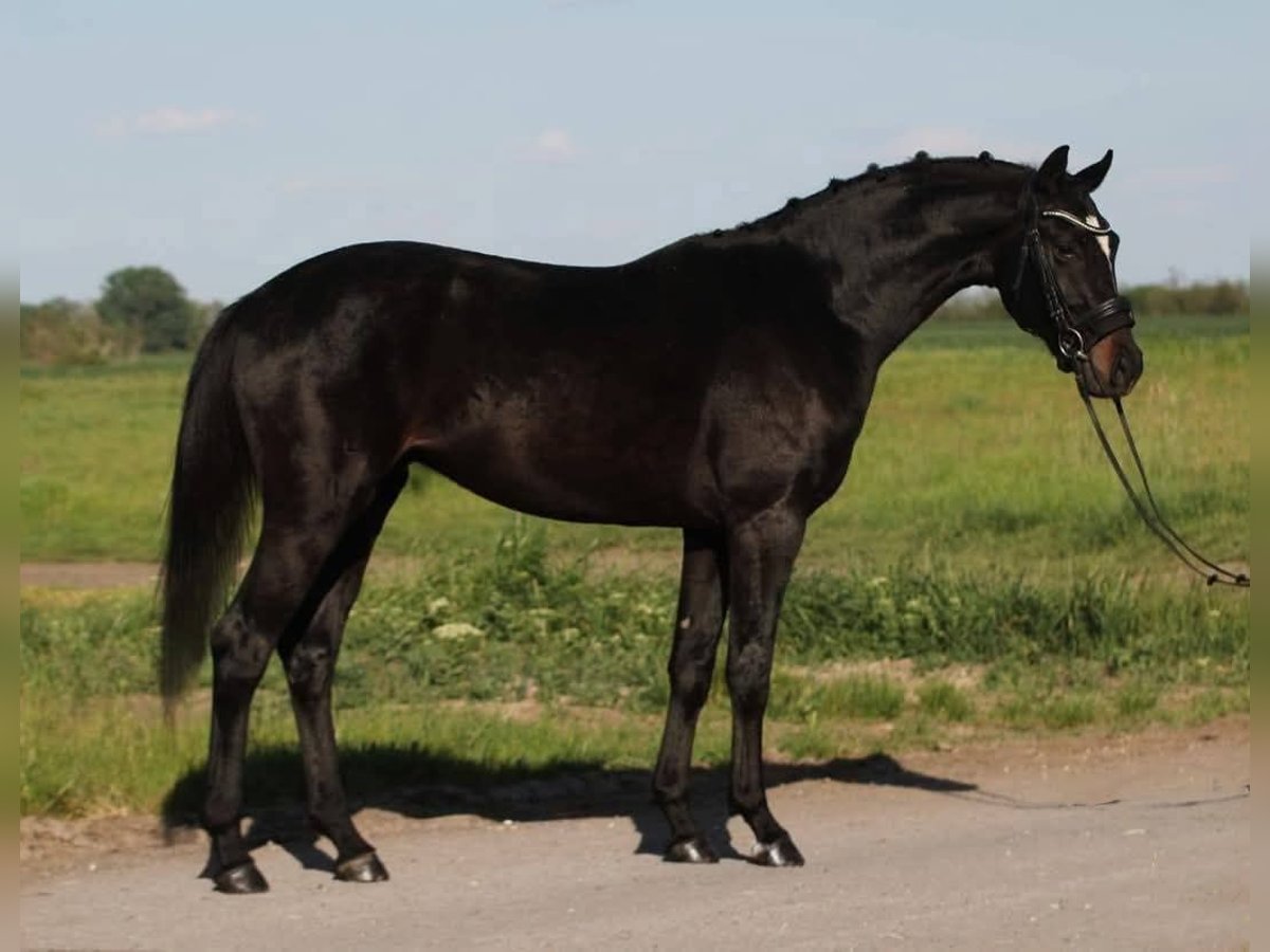 KWPN Wallach 4 Jahre 165 cm Schwarzbrauner in Gramatneusiedl