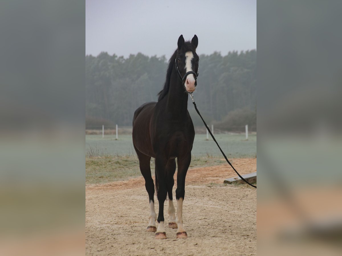 KWPN Wallach 4 Jahre 166 cm Brauner in Wilhermsdorf