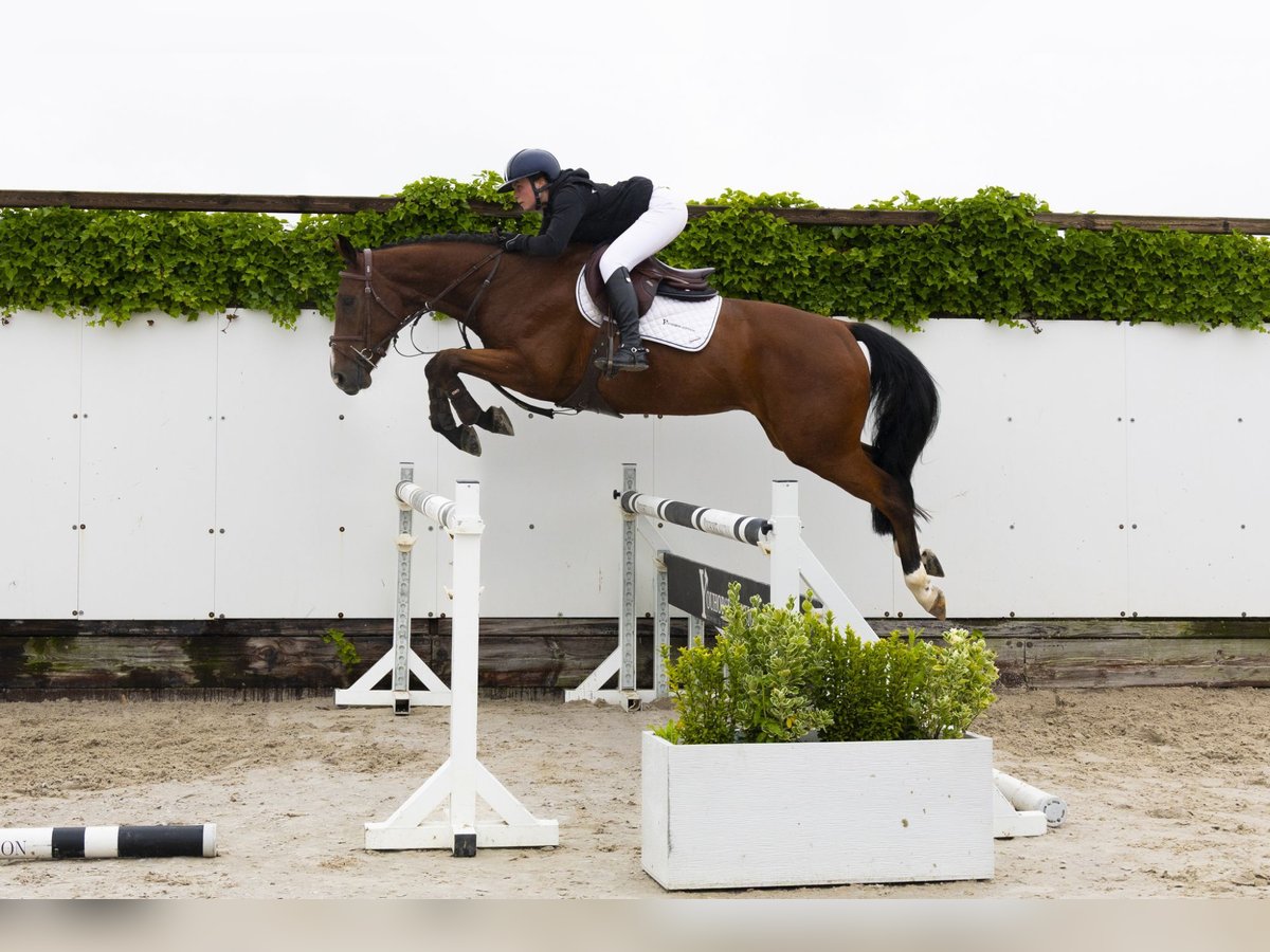 KWPN Wallach 4 Jahre 166 cm Brauner in Waddinxveen