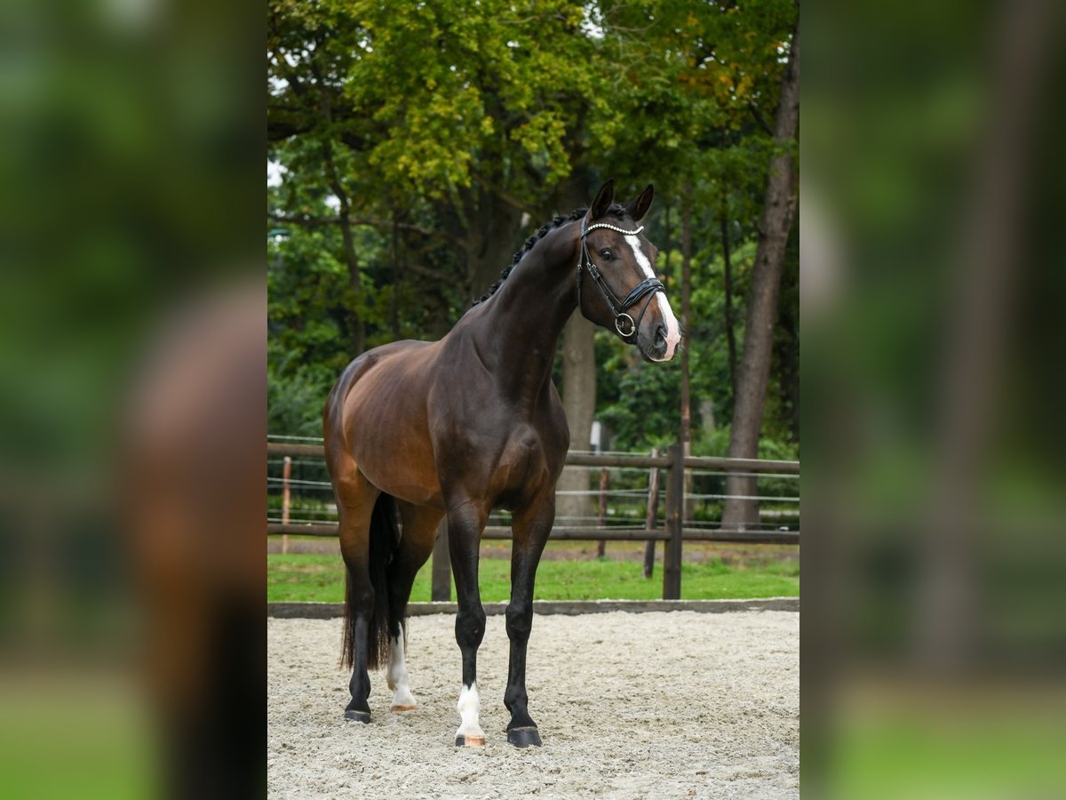 KWPN Wallach 4 Jahre 166 cm Dunkelbrauner in Loon op Zand