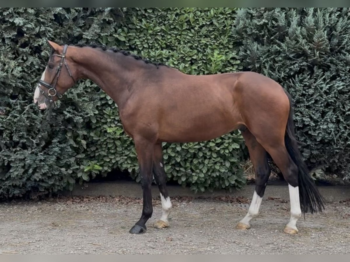 KWPN Wallach 4 Jahre 167 cm Brauner in Oud Gastel