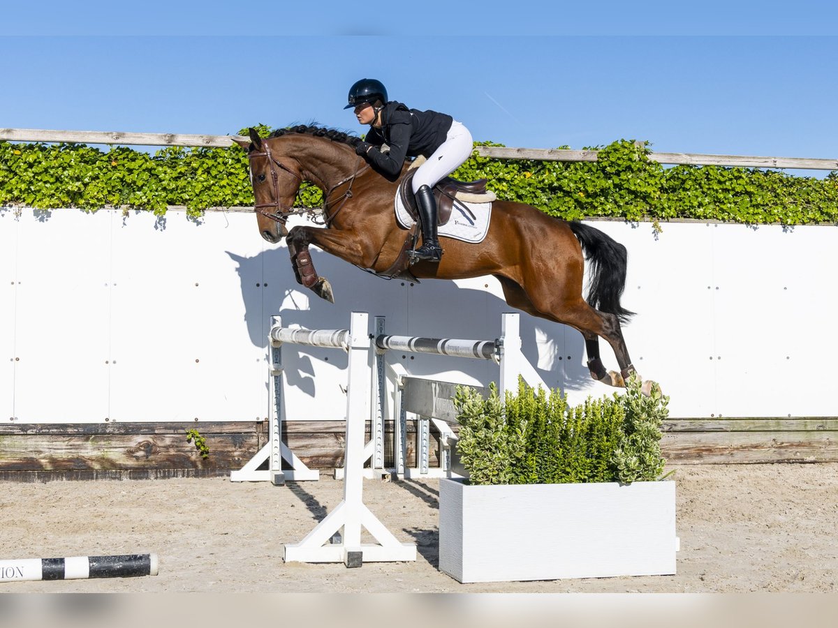KWPN Wallach 4 Jahre 167 cm Brauner in Waddinxveen