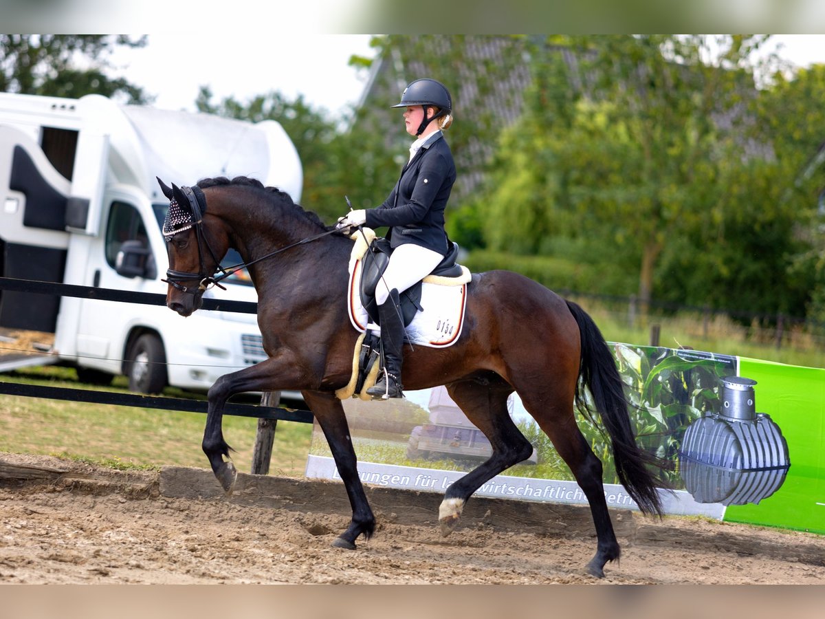 KWPN Wallach 4 Jahre 167 cm Dunkelbrauner in Neuss
