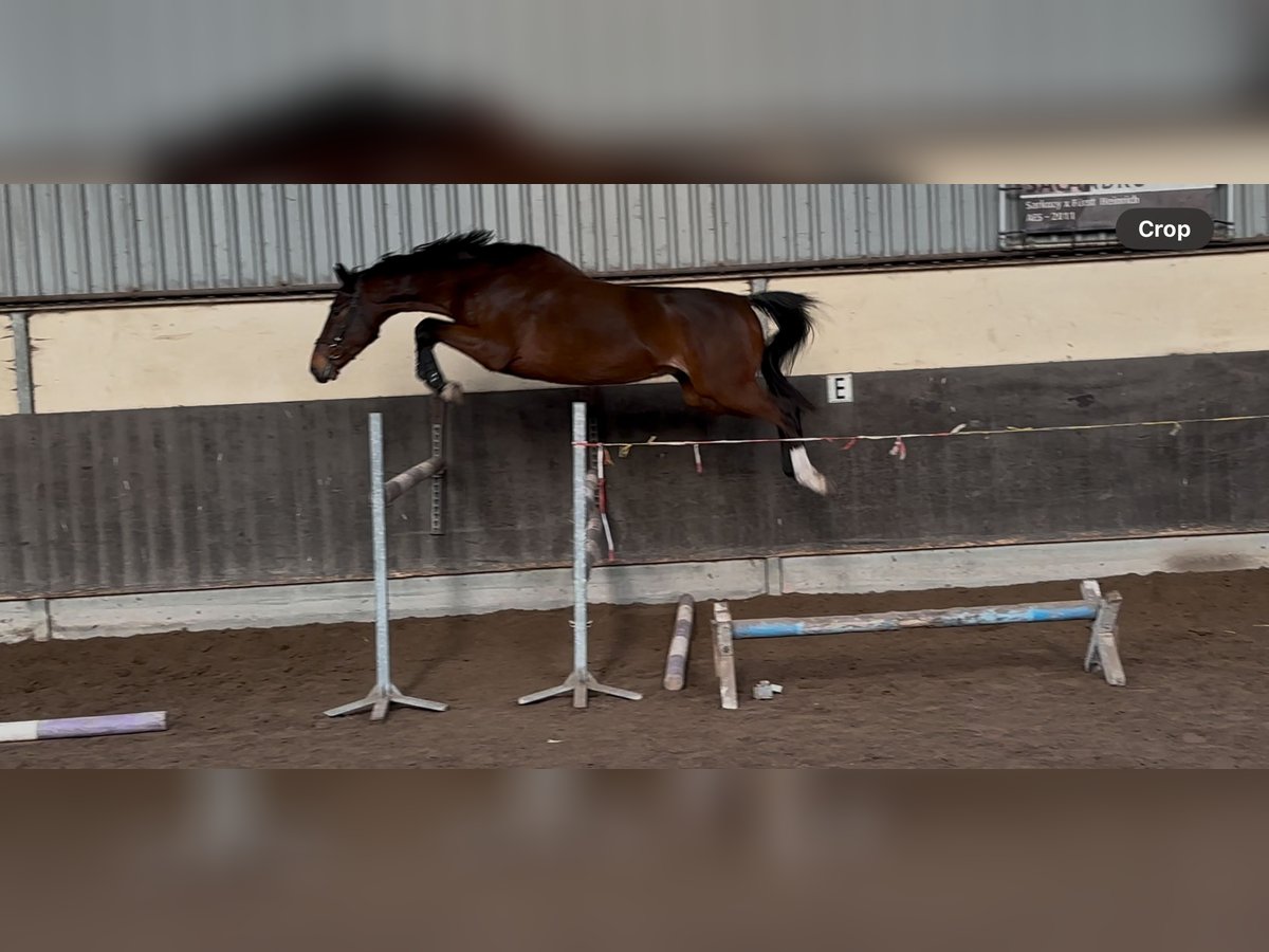 KWPN Wallach 4 Jahre 168 cm Brauner in Denekamp