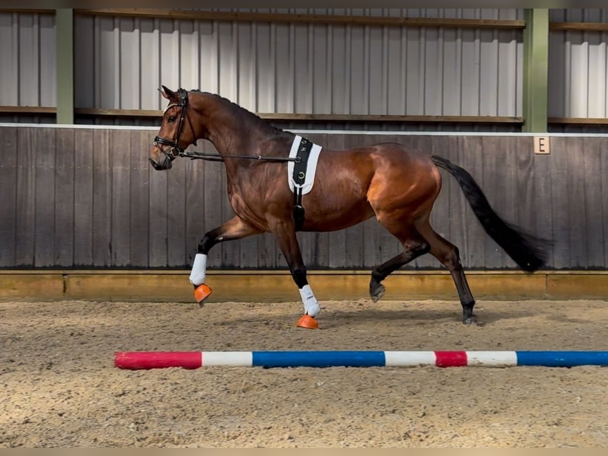 KWPN Wallach 4 Jahre 168 cm Dunkelbrauner in Wapenveld