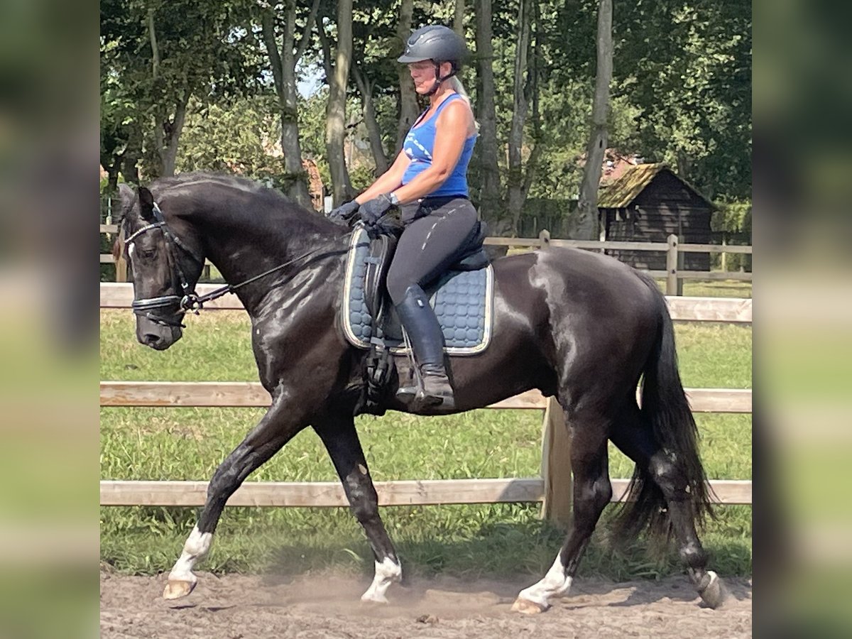 KWPN Wallach 4 Jahre 168 cm Rappe in Lille
