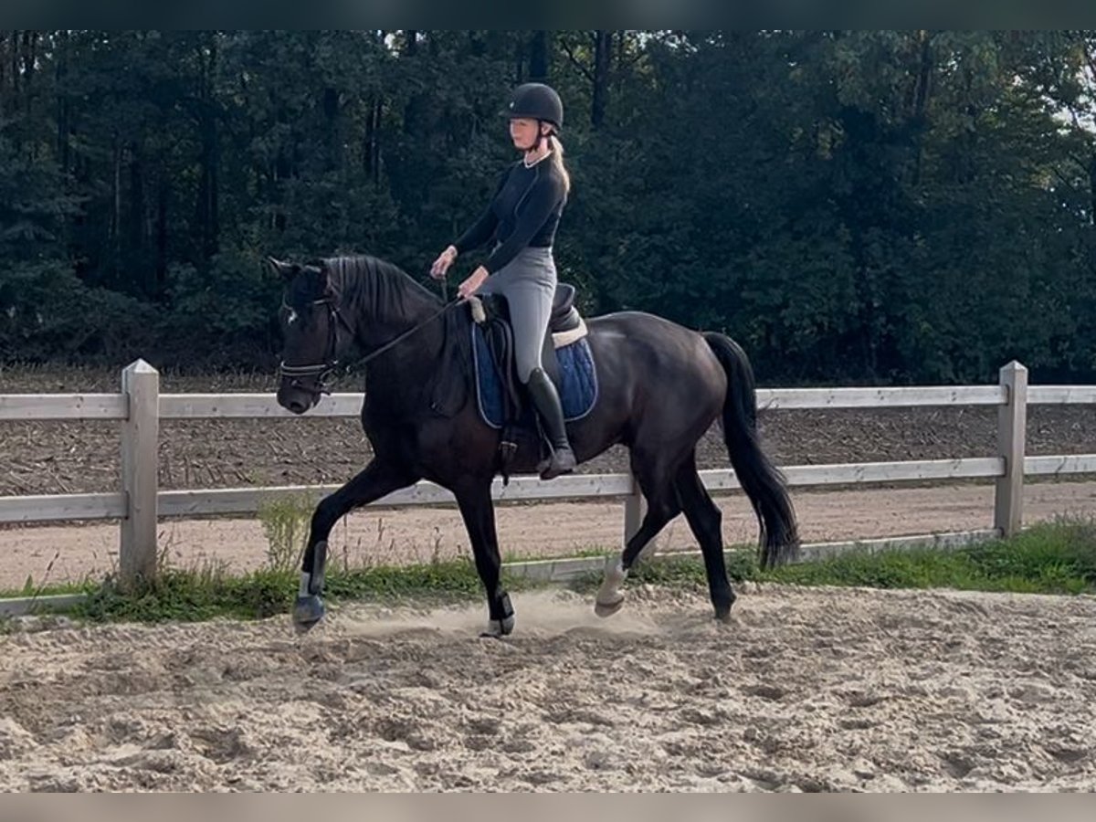 KWPN Wallach 4 Jahre 168 cm Rappe in Lille
