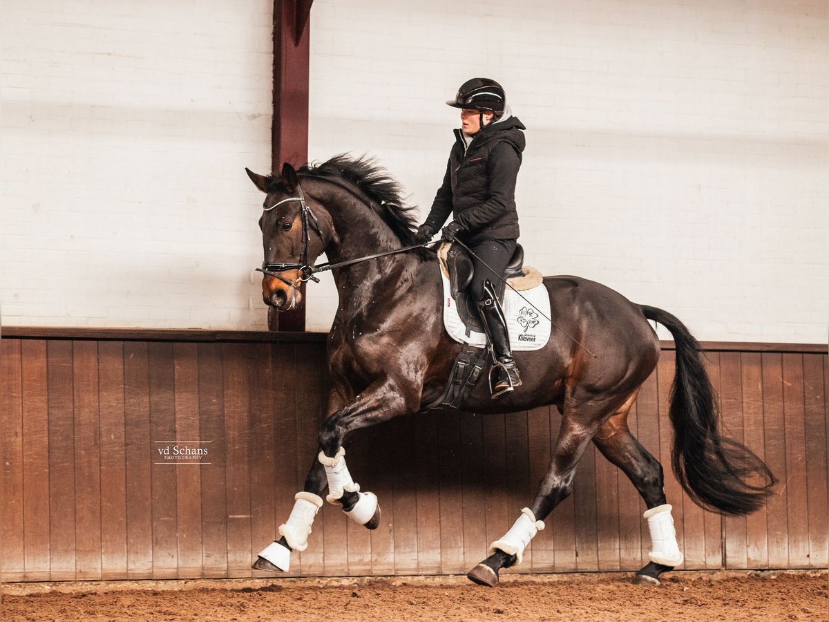 KWPN Wallach 4 Jahre 168 cm Schwarzbrauner in Roermond