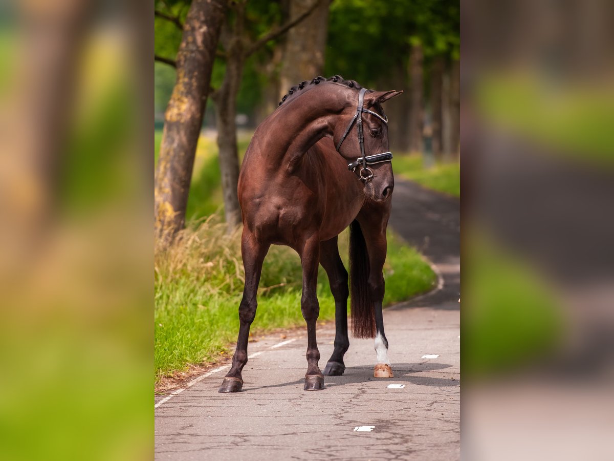 KWPN Wallach 4 Jahre 169 cm Dunkelbrauner in Everdingen