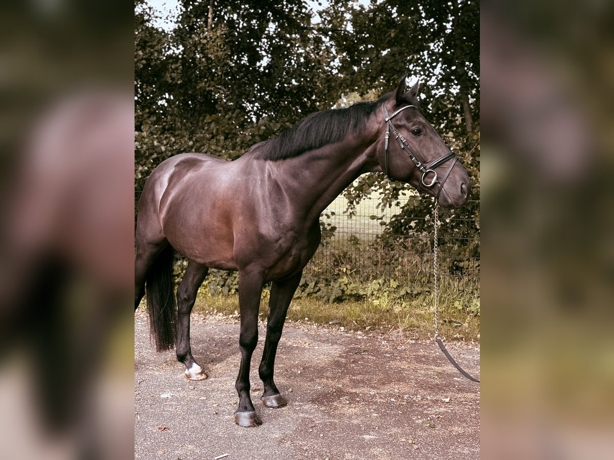 KWPN Wallach 4 Jahre 169 cm Rappe in Achterveld
