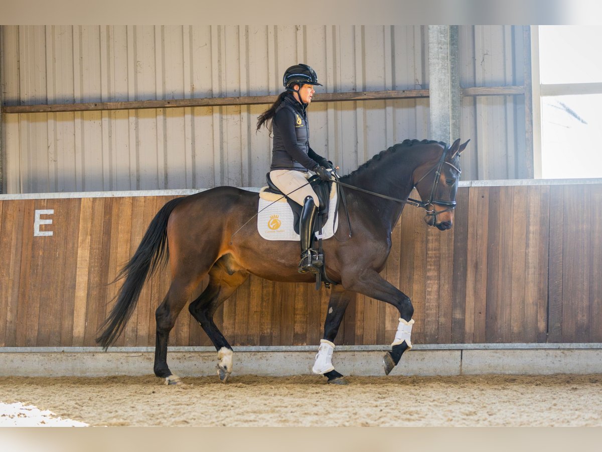 KWPN Wallach 4 Jahre 170 cm Dunkelbrauner in Harlingen