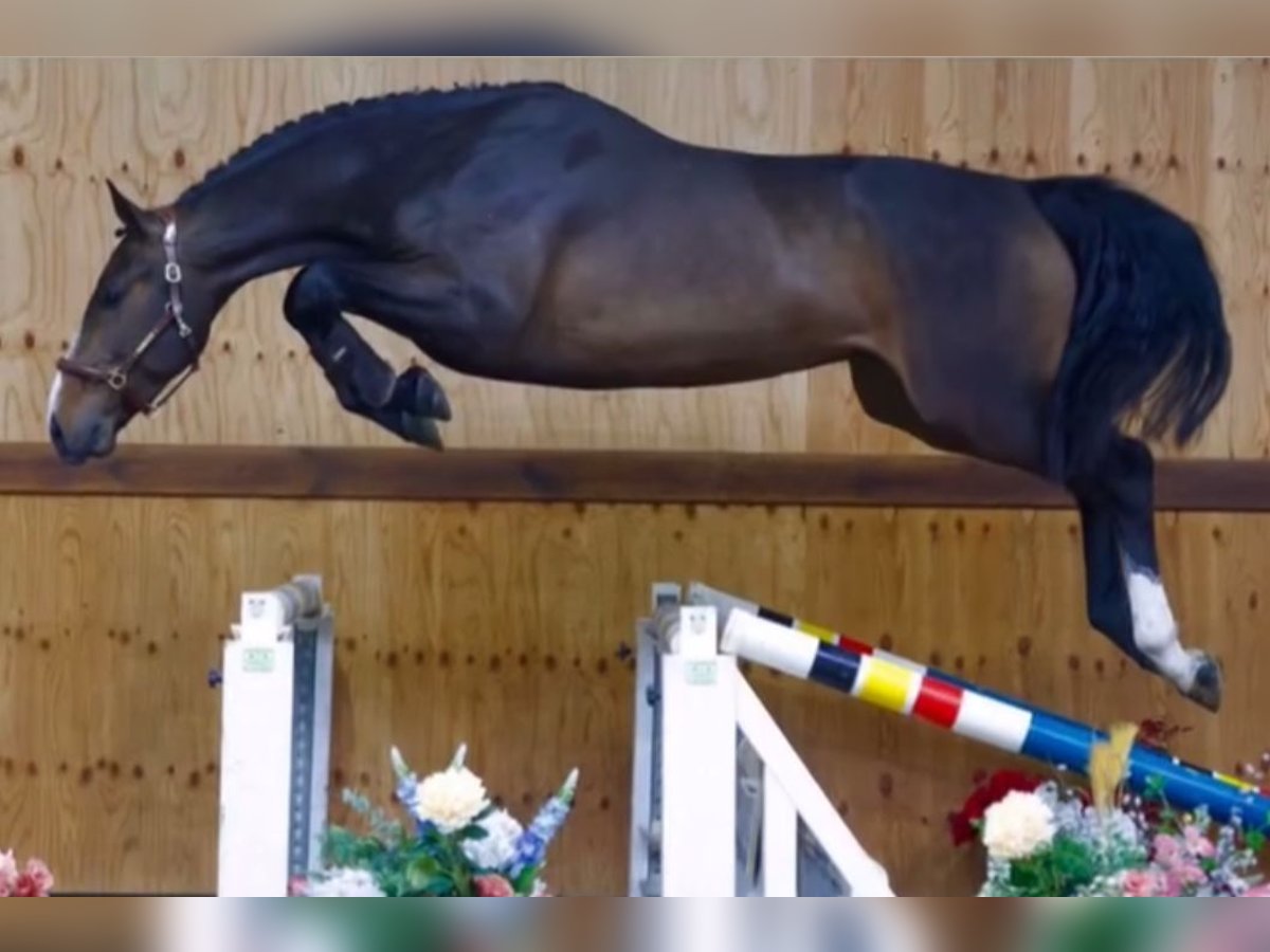 KWPN Wallach 4 Jahre 170 cm Dunkelbrauner in T&#xF6;nisvorst