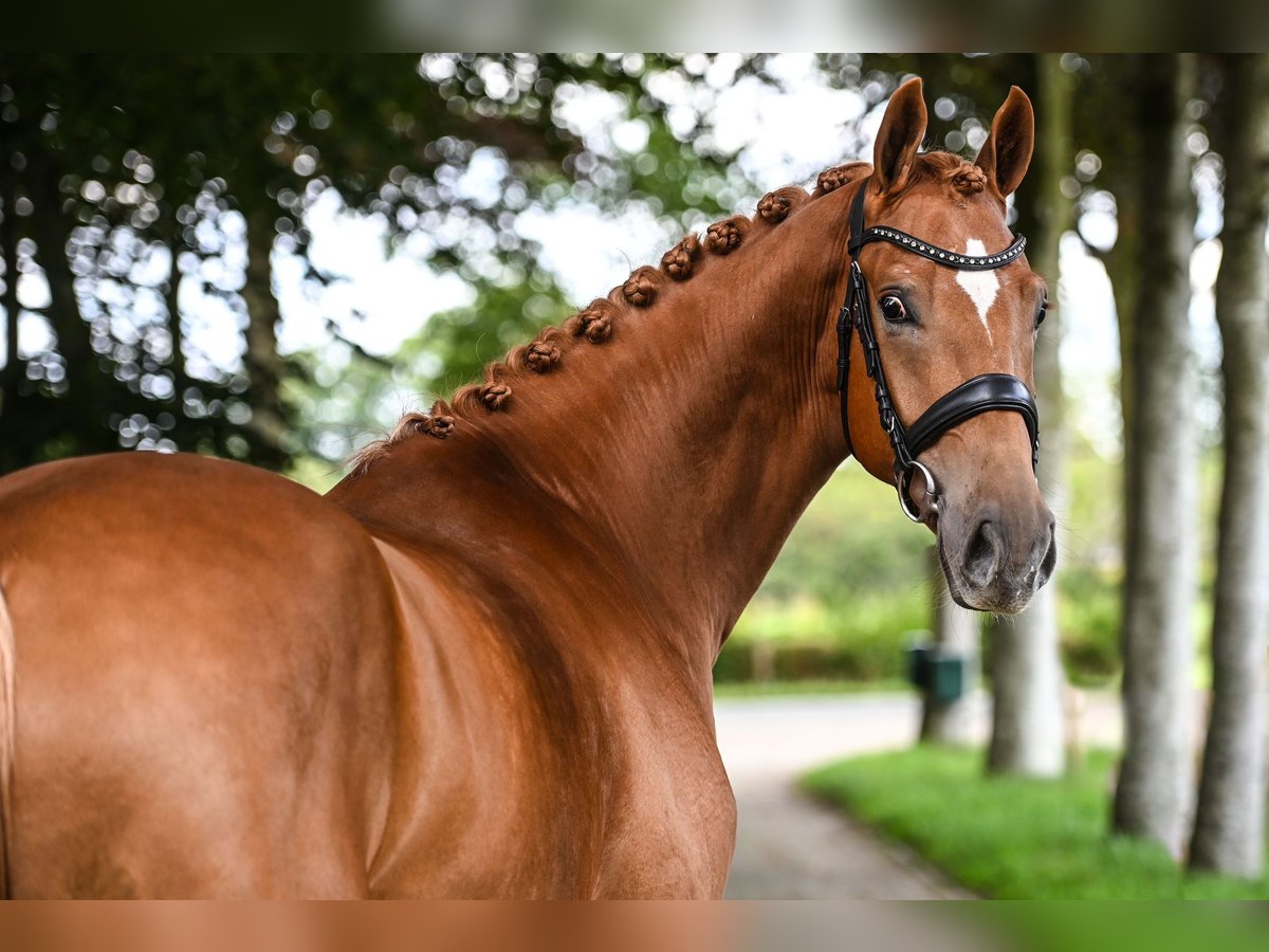 KWPN Wallach 4 Jahre 170 cm Fuchs in Rees