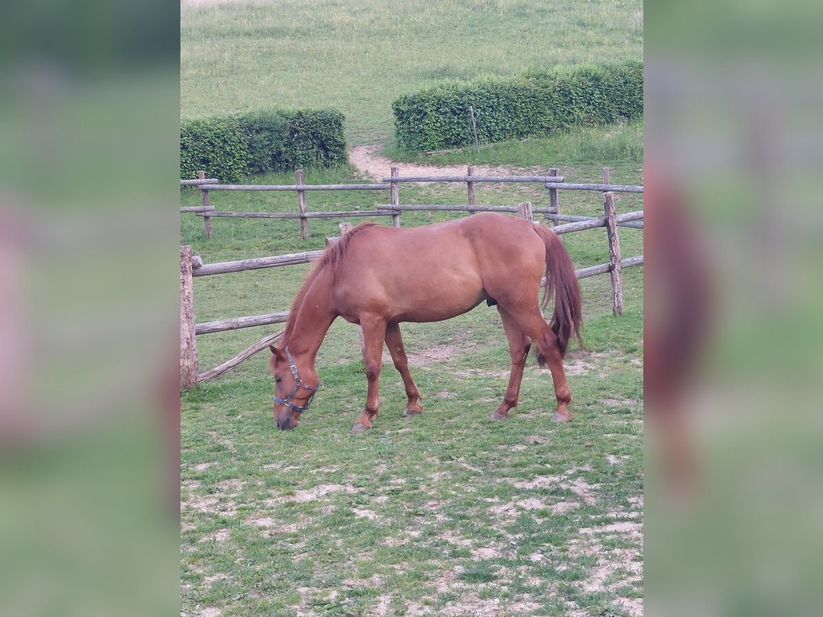 KWPN Wallach 4 Jahre 170 cm Fuchs in Velinci