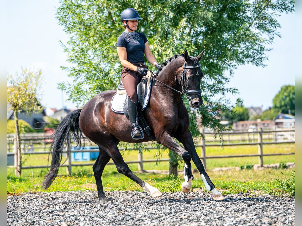 KWPN Wallach 4 Jahre 170 cm Schwarzbrauner in Rijnsburg