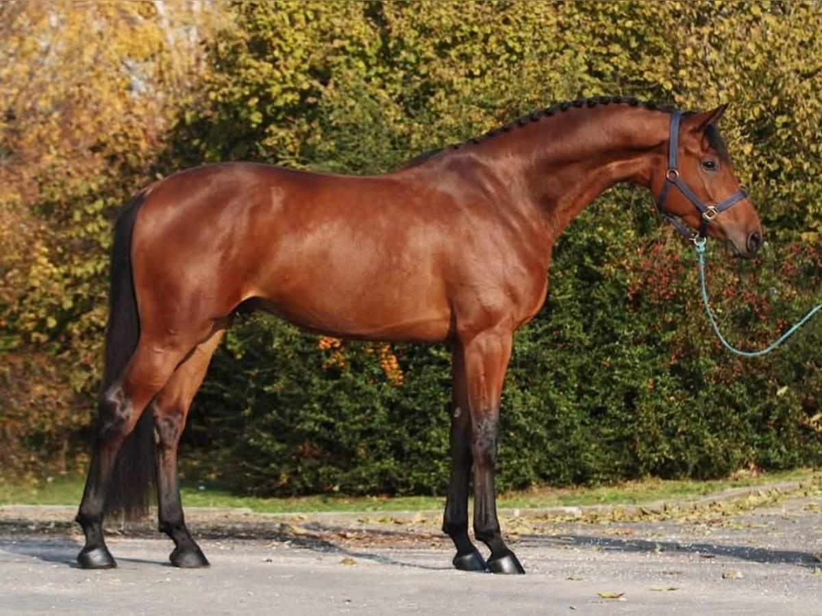 KWPN Wallach 4 Jahre 171 cm Dunkelbrauner in Tongerlo