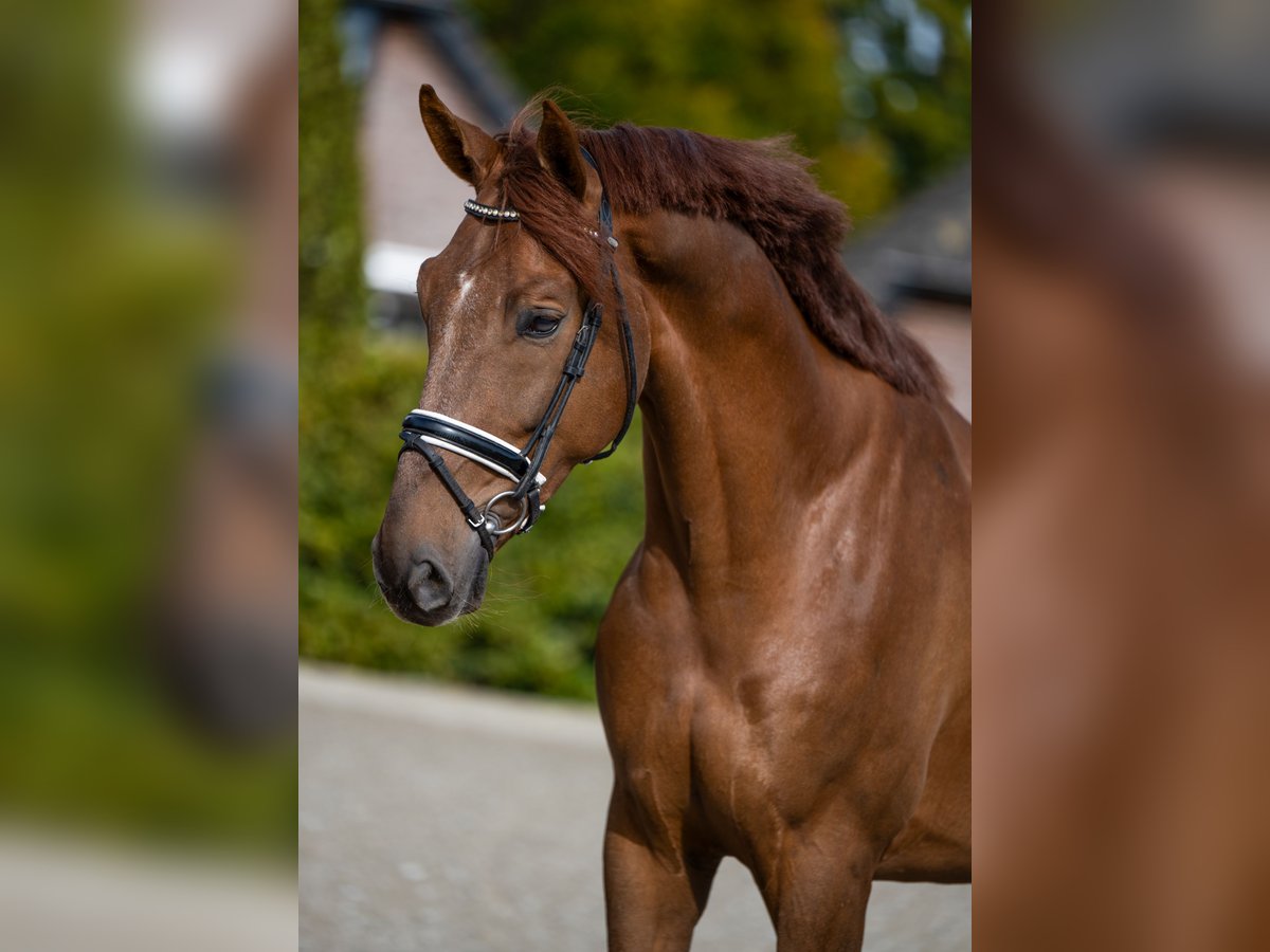 KWPN Wallach 4 Jahre 172 cm Fuchs in Heteren