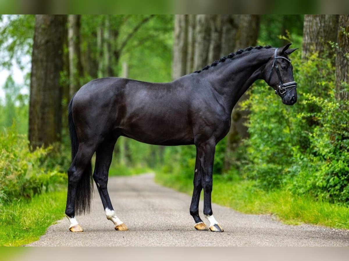 KWPN Wallach 4 Jahre 172 cm Rappe in Dreumel