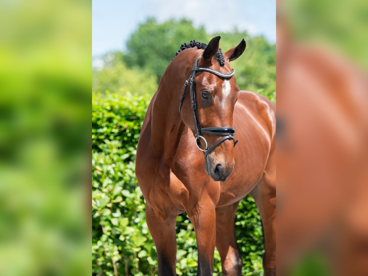 KWPN Wallach 4 Jahre 172 cm Rotbrauner in Weert