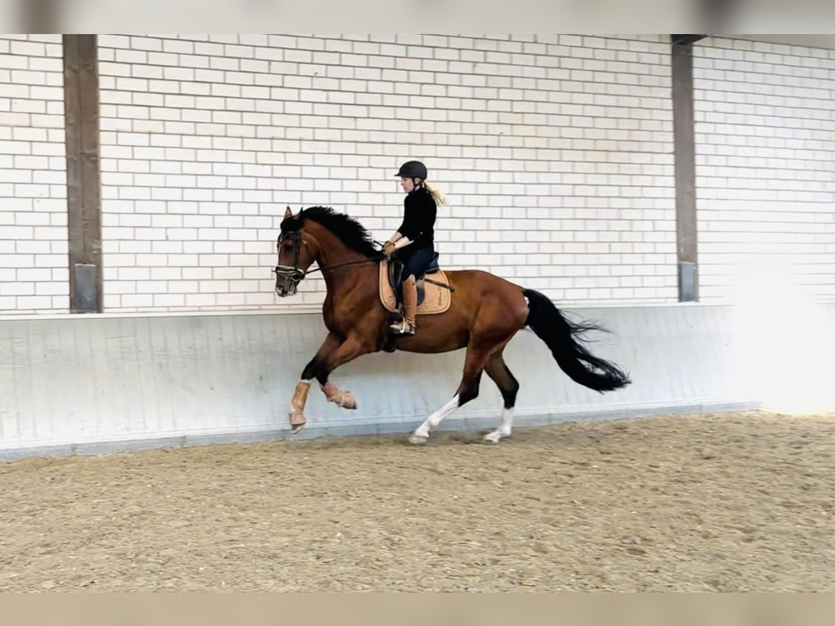 KWPN Wallach 4 Jahre 173 cm Brauner in Dreimal