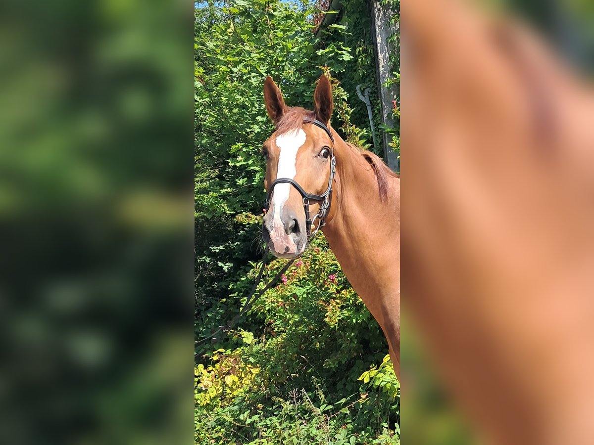 KWPN Wallach 4 Jahre 173 cm Fuchs in Messel