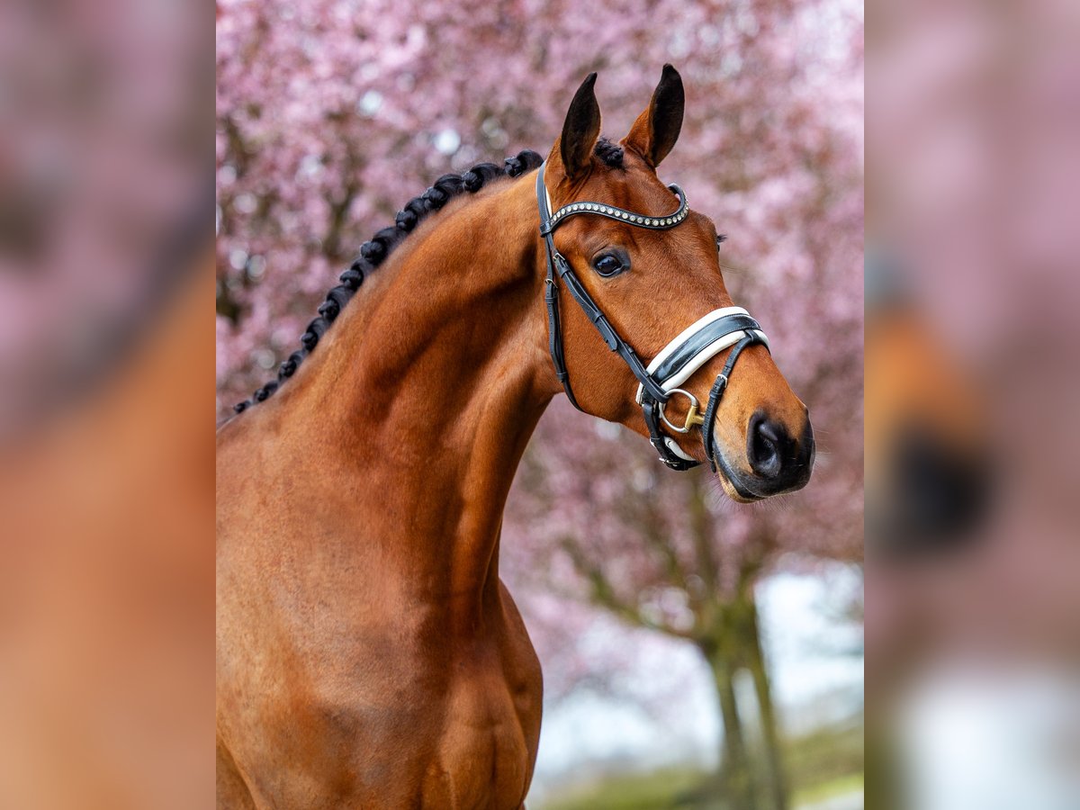 KWPN Wallach 4 Jahre 174 cm Brauner in Dreumel