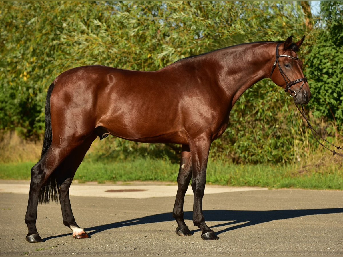 KWPN Wallach 4 Jahre 175 cm Brauner in &#xD6;cs&#xF6;d