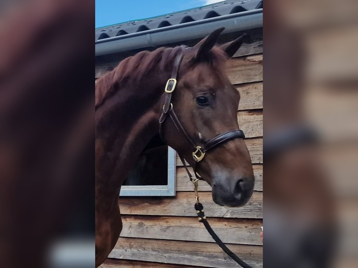 KWPN Wallach 4 Jahre 175 cm Dunkelfuchs in Dorsten
