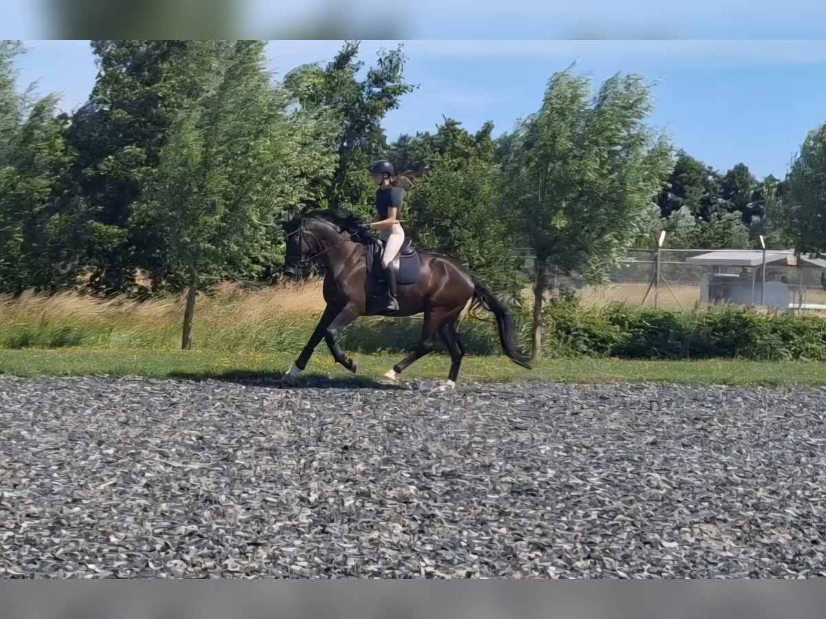 KWPN Wallach 4 Jahre 175 cm Schwarzbrauner in Rijnsburg