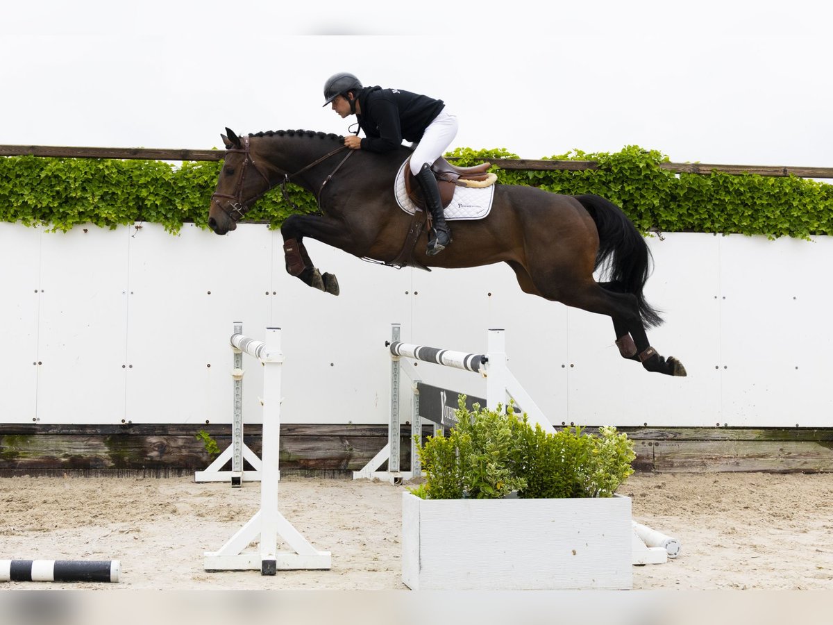 KWPN Wallach 4 Jahre 176 cm Dunkelbrauner in Waddinxveen