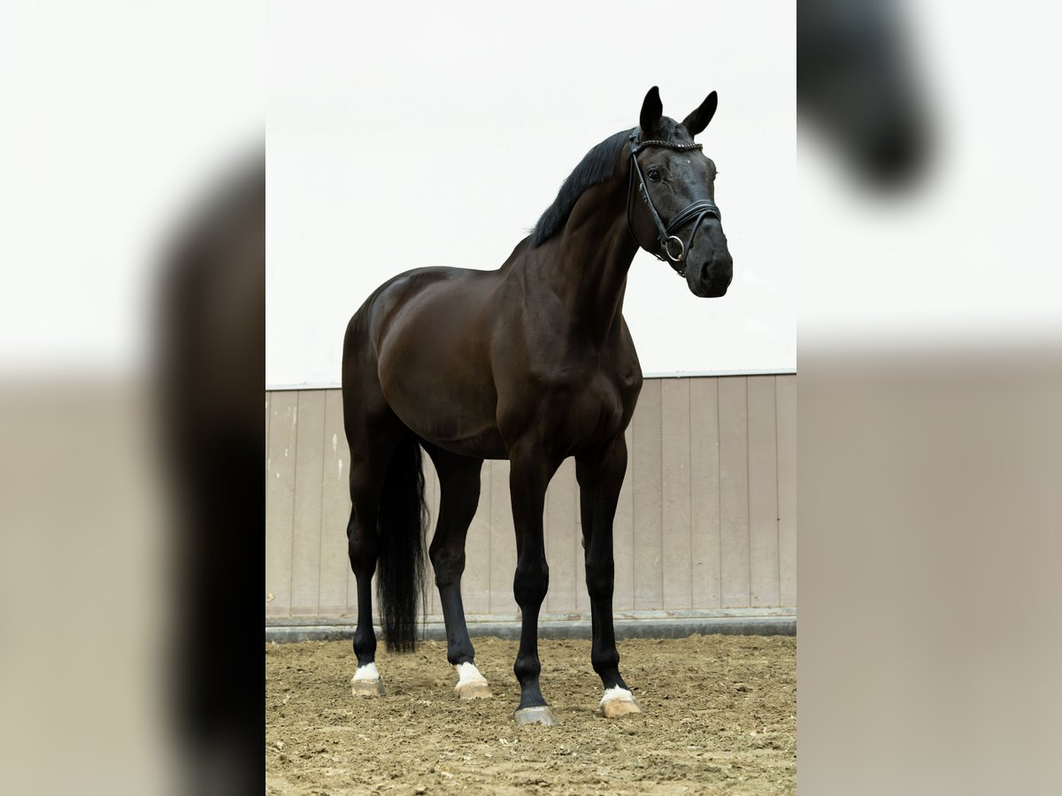 KWPN Wallach 4 Jahre 178 cm Rappe in Maren-Kessel