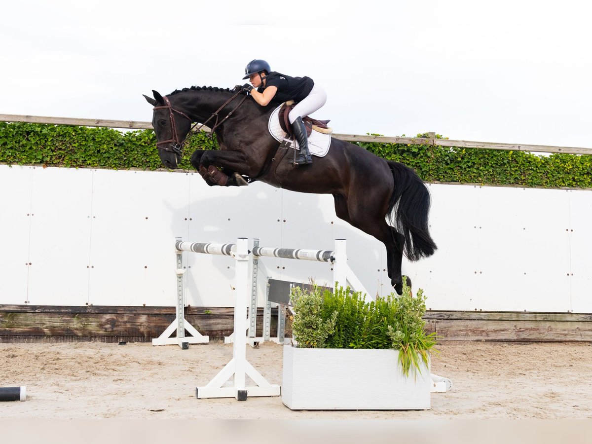 KWPN Wallach 4 Jahre 178 cm Rappe in Waddinxveen