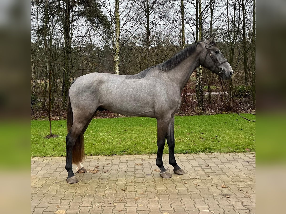 KWPN Wallach 4 Jahre 178 cm Schimmel in Holten