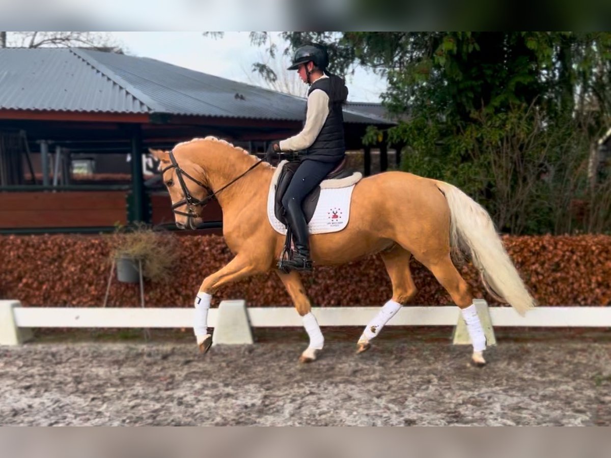 KWPN Wallach 5 Jahre 153 cm Palomino in Groningen