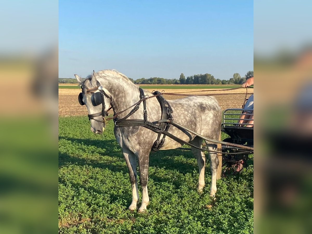 KWPN Wallach 5 Jahre 155 cm Schimmel in Tass