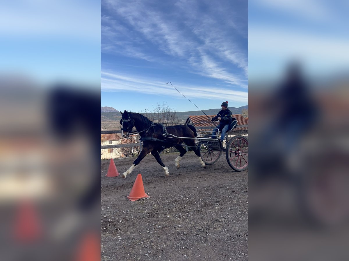 KWPN Wallach 5 Jahre 162 cm Dunkelbrauner in Sežana