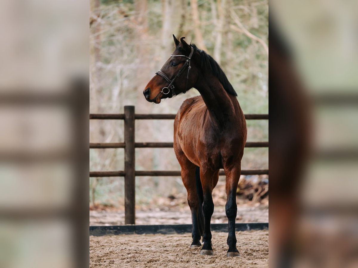 KWPN Wallach 5 Jahre 163 cm Brauner in GROTE-BROGEL