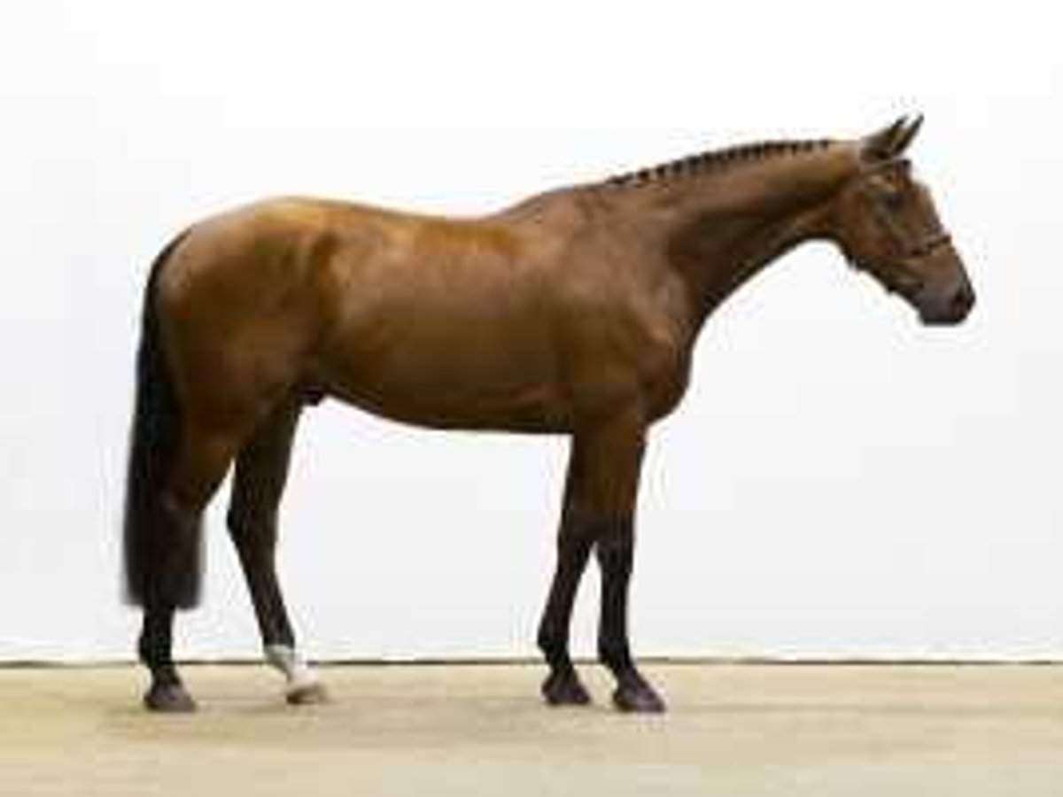 KWPN Wallach 5 Jahre 166 cm Brauner in Waddinxveen