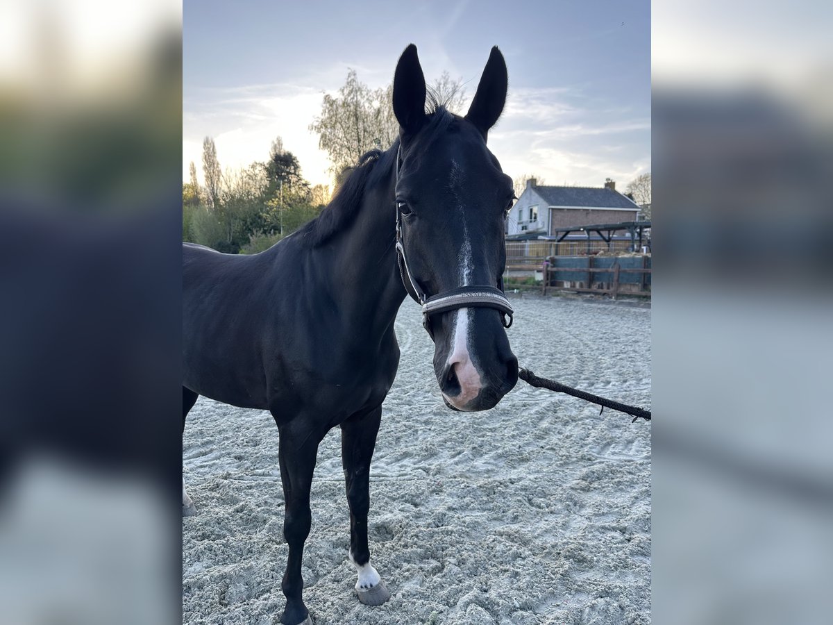 KWPN Wallach 5 Jahre 166 cm Rappe in Zwartewaal