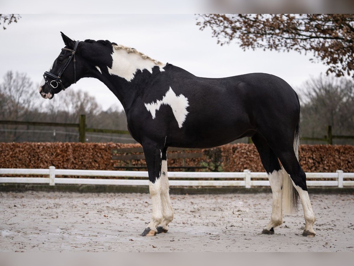 KWPN Wallach 5 Jahre 167 cm Schecke in Aachen