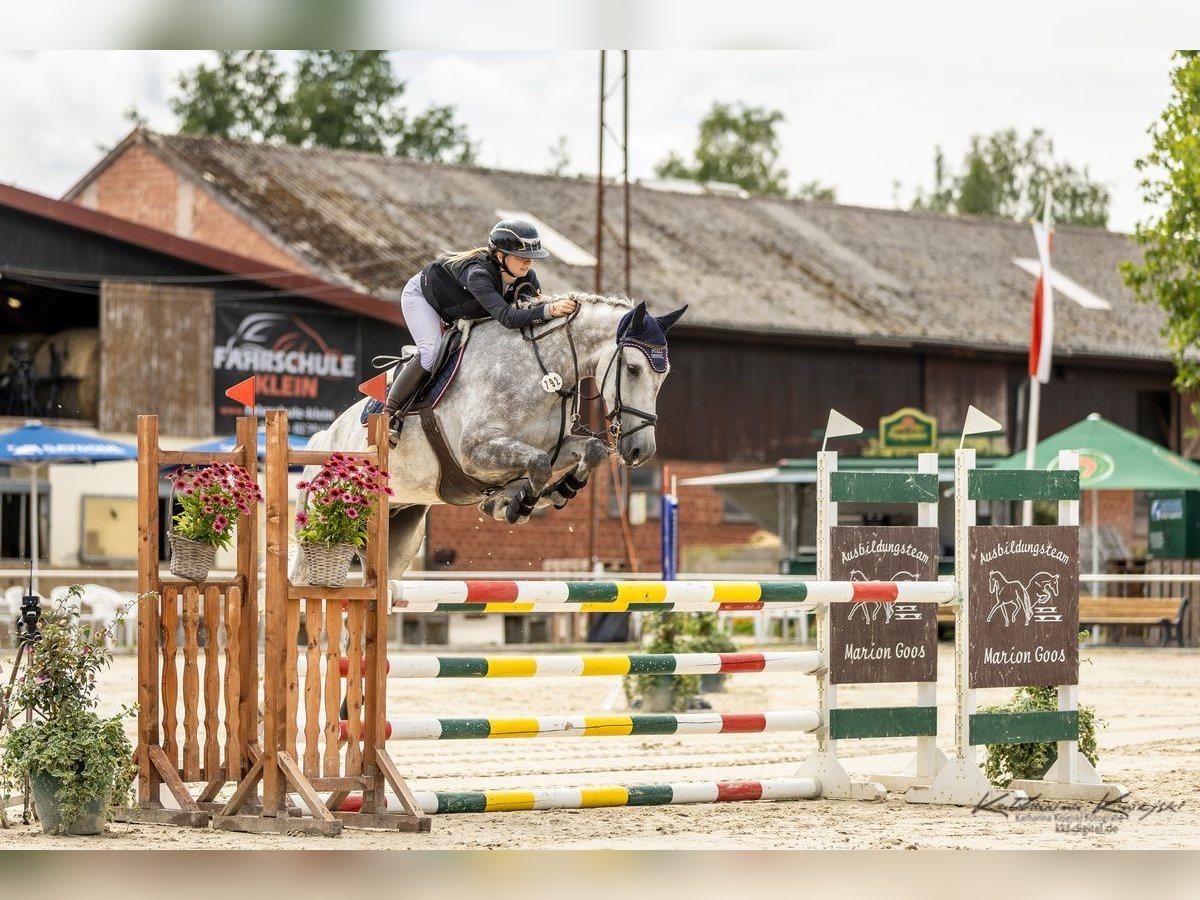 KWPN Wallach 5 Jahre 167 cm Schimmel in W&#xE4;chtersbach