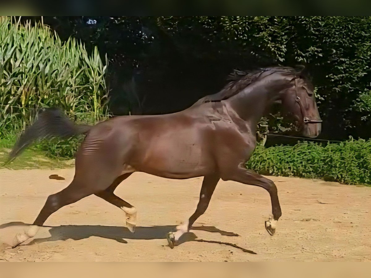 KWPN Wallach 5 Jahre 167 cm Schwarzbrauner in Dorfen