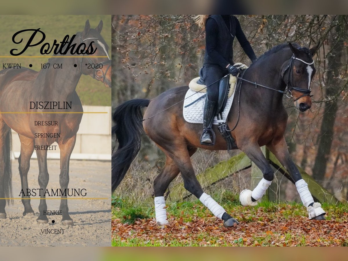 KWPN Wallach 5 Jahre 167 cm Schwarzbrauner in Nettersheim